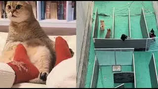 Dog&cat