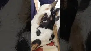 #beautifulgoat first time 3 months pregnant available