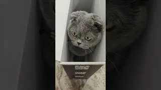 Шотландская вислоухая кошка Риана 06.01.2026.