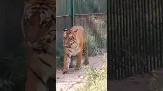 Lucknow zoo - places to visit in lucknow | Lucknow zoo tour lucknow tourist places #lucknow