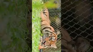 TIGER BIG : คิดถึง&rdquo;ดัสตี้&rdquo; 04162023 #tiger #tigers #animal #bigtiger