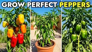 7 Pepper Growing Secrets That Triple Your Harvest