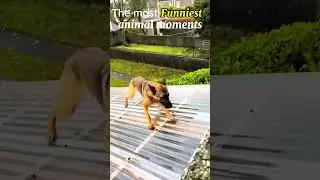 The funniest animal moments #funny #animalclips #animalvideos #animalvideosforkids #kids