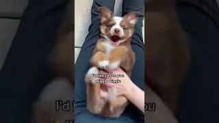 Australian Shepherd Money Got Jiggle Jiggle🤩 | Dog Video |  Pets Online #shorts #viral  Paws and Fur