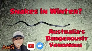 Australia's Dangerously Venomous Snakes - Do they Hibernate in winter?