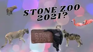 What is the Stone Zoo like? What animals does the Stone Zoo have?