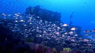 #wreckdiving #wreckdive #france #var #donator #plongerennormandie #owda #aqualondeplong&eacute;e #aqualonde