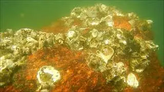 Tetraclita stalactifera, Cirrip&eacute;dio, Craca e Saccostrea cucullata Bivalve,