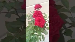 Beautiful roses in my garden...😍✨