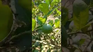 শখের বাগান। #everyone #highlights #activeviewers #garden #organic #shokhgarden #video #nature 