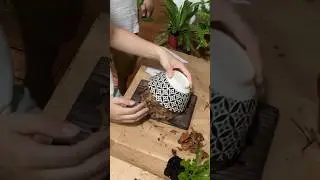 初心者の植物板付け！part 2 #taiwan #アスプレニウム #シダ植物 #苔 #plants #初心者