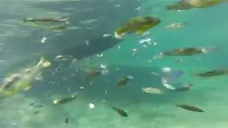 Swimming with Cichlids at Cape Maclear ( Lake Malawi )