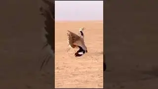 Taloor Dance | Taloor Bird Deserts of Pakistan | Taloor Hunting