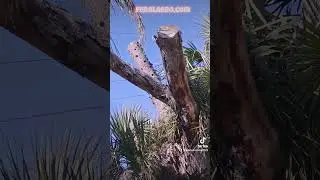 MEETTHE WOODHINIS🤗CUZ THEY'RE #WOODPECKERS.  #naturedocumentry #florida #documentry