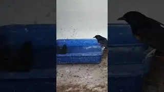 signs that magpie robins will find a soul mate
