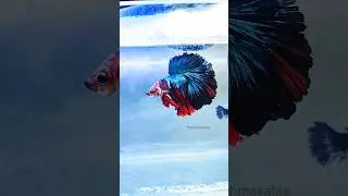 Bettas breeding pair sale for our subscribers #bettafish #bettabreeding #bettasales #shorts in tamil