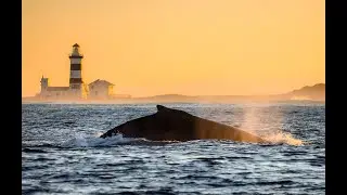 Introducing Cape Recife Nature Reserve & Lighthouse Villa