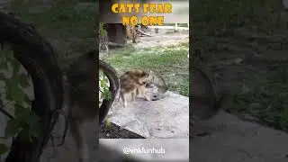 Cats Fear No One 😂🐱🐶 #cats #dogs #shorts