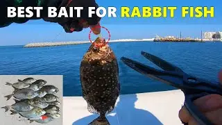 How to Catch Danggit Fish (Spinefoot Fish) سمك الأرنب كيفية الصيد