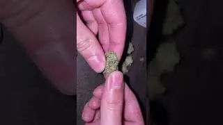 Bud breakdown. cream cake mintz (Sunny side,FL)