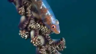 Scuba Dive the Alor Archipelago