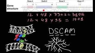 Alternative Splicing of the Dscam gene