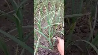 Garlic Farming Complete Guide | لہسن کی مکمل کاشت، پانی، کھاد اور کٹائی