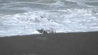Harbor Seal's Catch