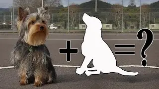 Top 11 Crazily Cute Yorkshire terrier Mixes