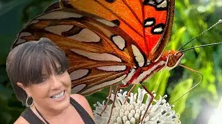 These Flowers are Bringing Butterflies to My Florida Garden