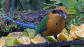 Stunning Rufous Motmot Poses For Camera In Panama | Nov. 19, 2025