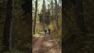beautiful forest