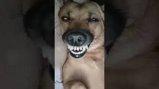is this a dog? HAHAHA #funnydog #petfunnyshort #memedog