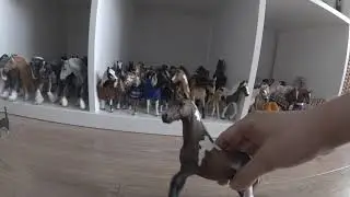 Konkurs na najprzystojniejszego ogiera/wałacha w stajni cz.1