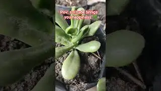 one plant in a day 🌿☺️#plantlover #viralvideoシ