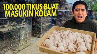 100.000 TIKUS DARI PASAR BURUNG DIMASUKIN KE KOLAM DAN SEMUA HEWAN DI RUMAH!