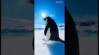 #fyp #animals #penguin #dancing #winter #snow