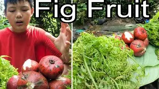 Harvest Juice Fig Fruit In Jungle/Collect Fiddle Head/Jungle Adventure