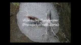Wax-tailed Planthopper (Pterodictya reticularis) Costa Rica