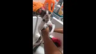 Kitty Getting a Bath Tries to Talk to Owners and Says &rdquo;I&rsquo;m Good&rdquo;