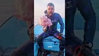 The Dengerus Jellyfish 🪼💦|#shorts #viral