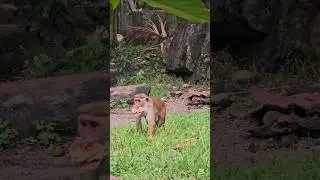 The Monkey With a short tail 🦧 Food &ndash; All for Himself? #nature #animals #monkey #shorts