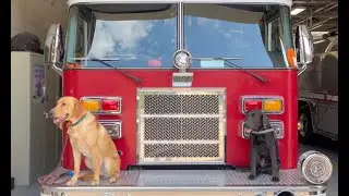 Service Dogs at Fairview Fire and Rescue