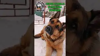 👀🐕&zwj;🦺🐺 Метис немецкой овчарки и волкособа Джейсон #немецкаяовчарка #germanshepherd #волкособ #собака