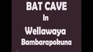 Wild Animal,Travel events                    Histrorical  Natural  Rare Bats 500,000 living  CAVE