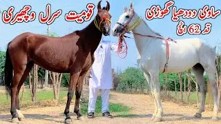 Breedar Sawi Dodhiya Ghori | Kumait Wacherian | Horse For Sale In Pakistan