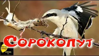Сорокопут, Птица-потрошитель, Описание и факты Lanius excubitor