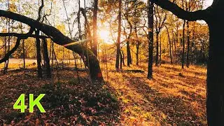 4K Amazing Autumn Forest Trip with relaxing music