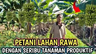 PETANI DENGAN SERIBU TANAMAN DI LAHAN TRANSMIGRASI, BULUNGAN KALIMANTAN UTARA TRANSMIGRASI