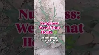 Nutgrass (Cyperus rotundus) | Powerful Medicinal Uses & Dosage Explained #food
